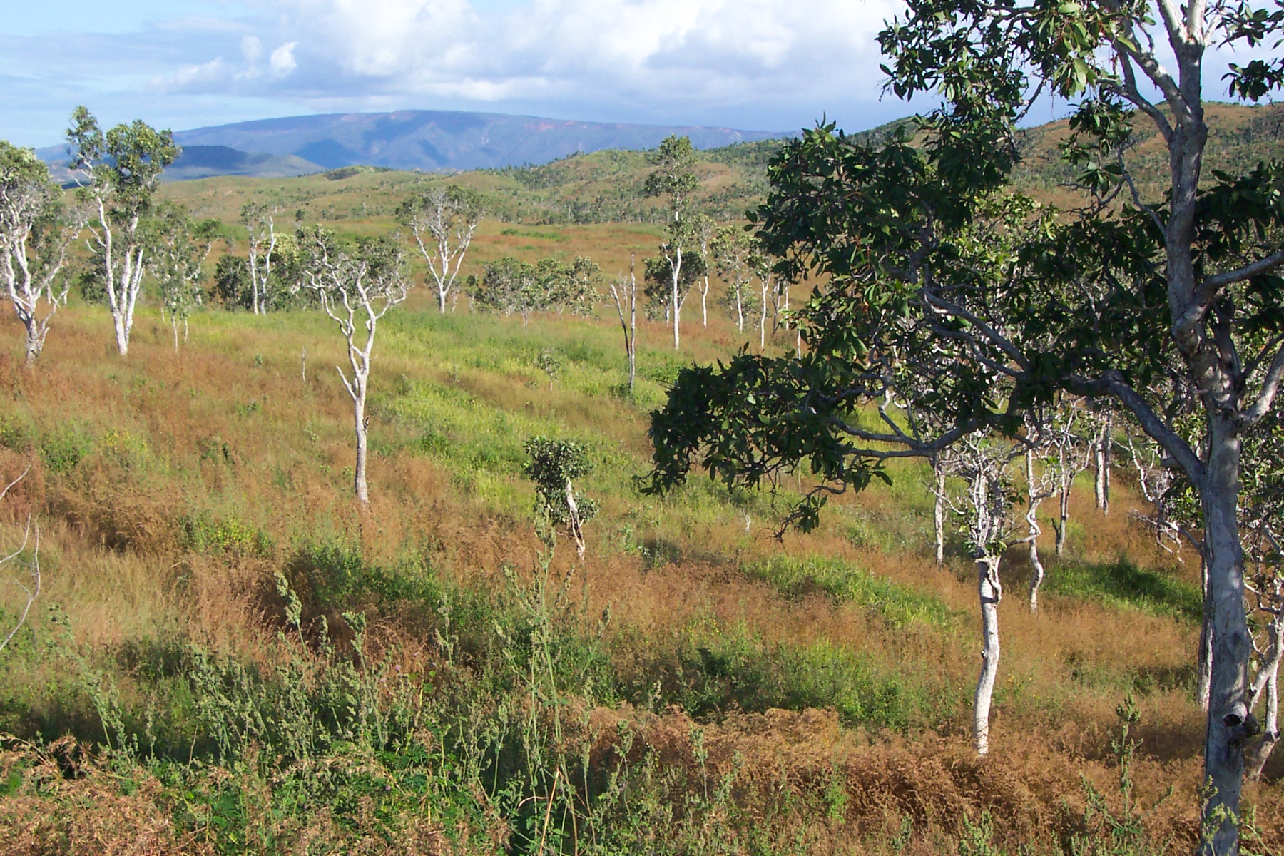 Paysage de brousse à Poum nord de la Nouvelle-Calédonie