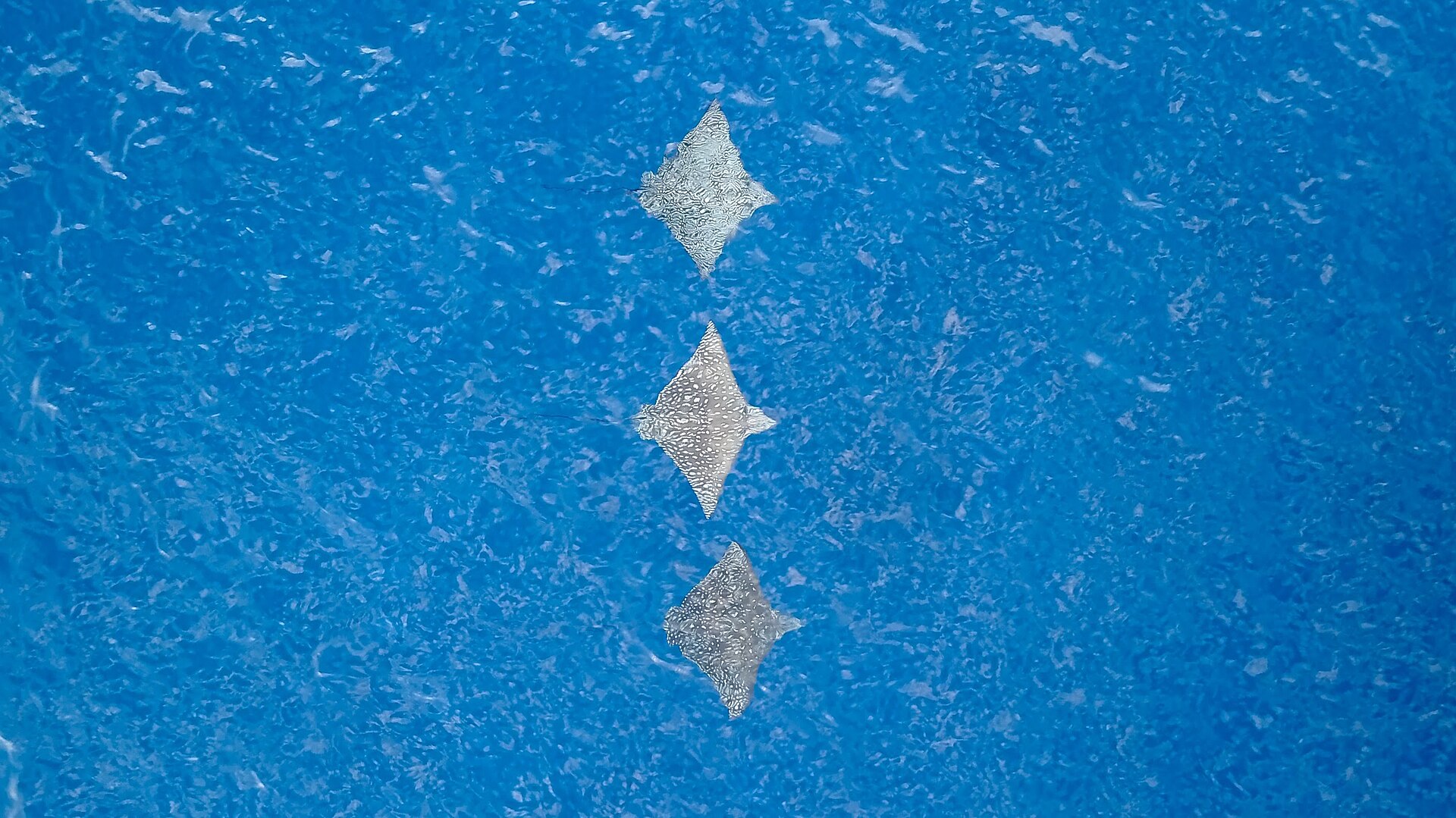 3 Raies