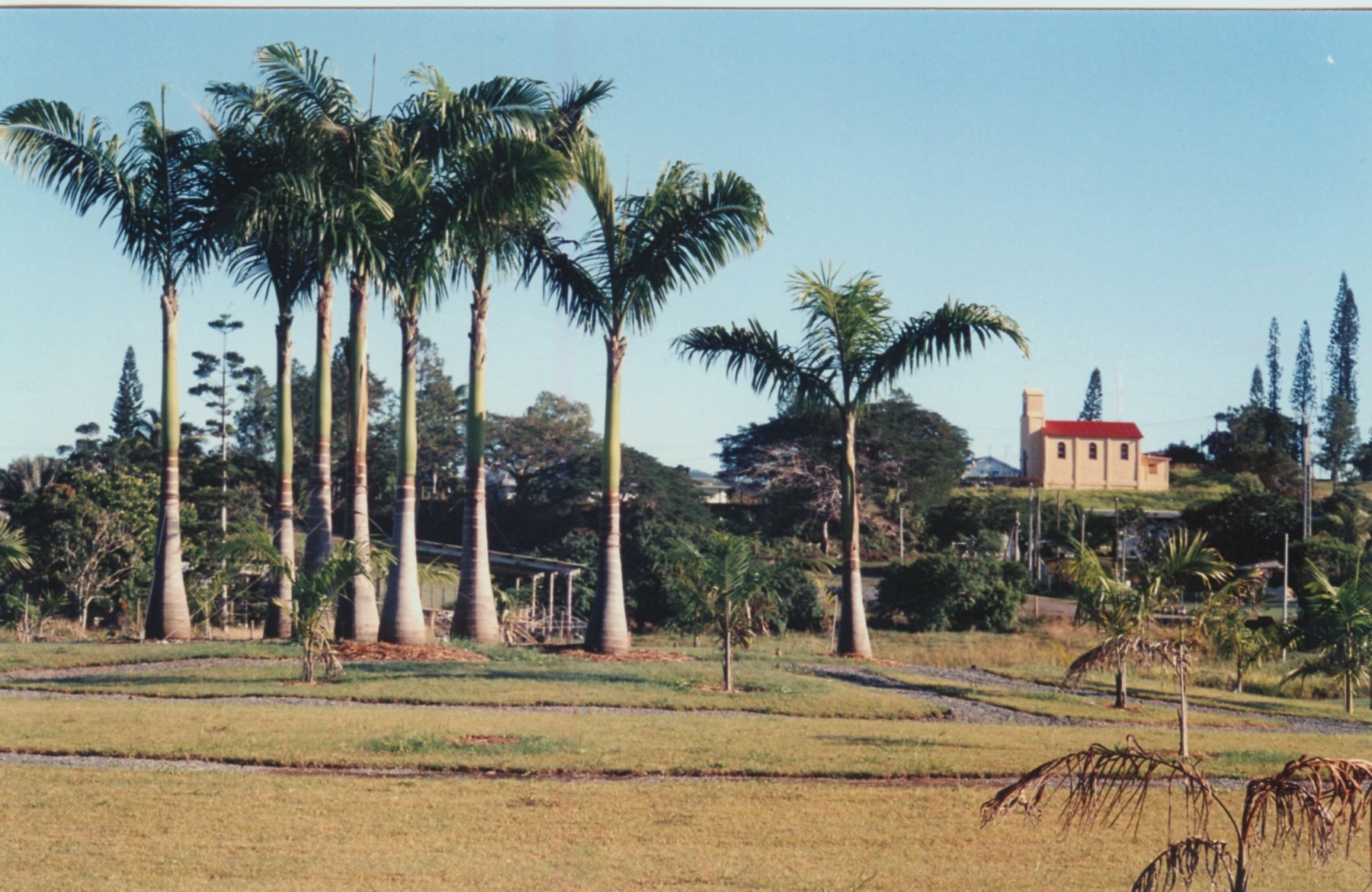 Plantation de palmiers royaux créée en 2004 pour le 125ème anniversaire de la commune de Moindou.
