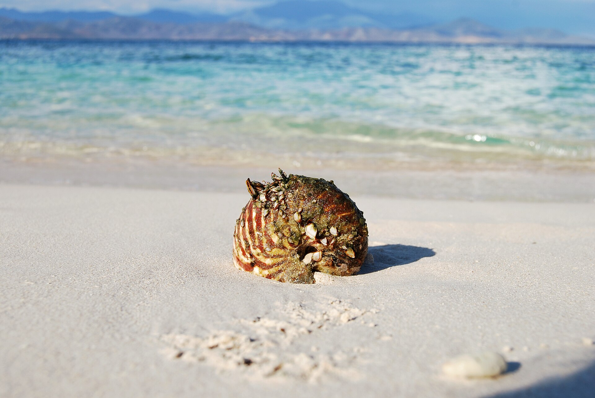nautile sur le sable