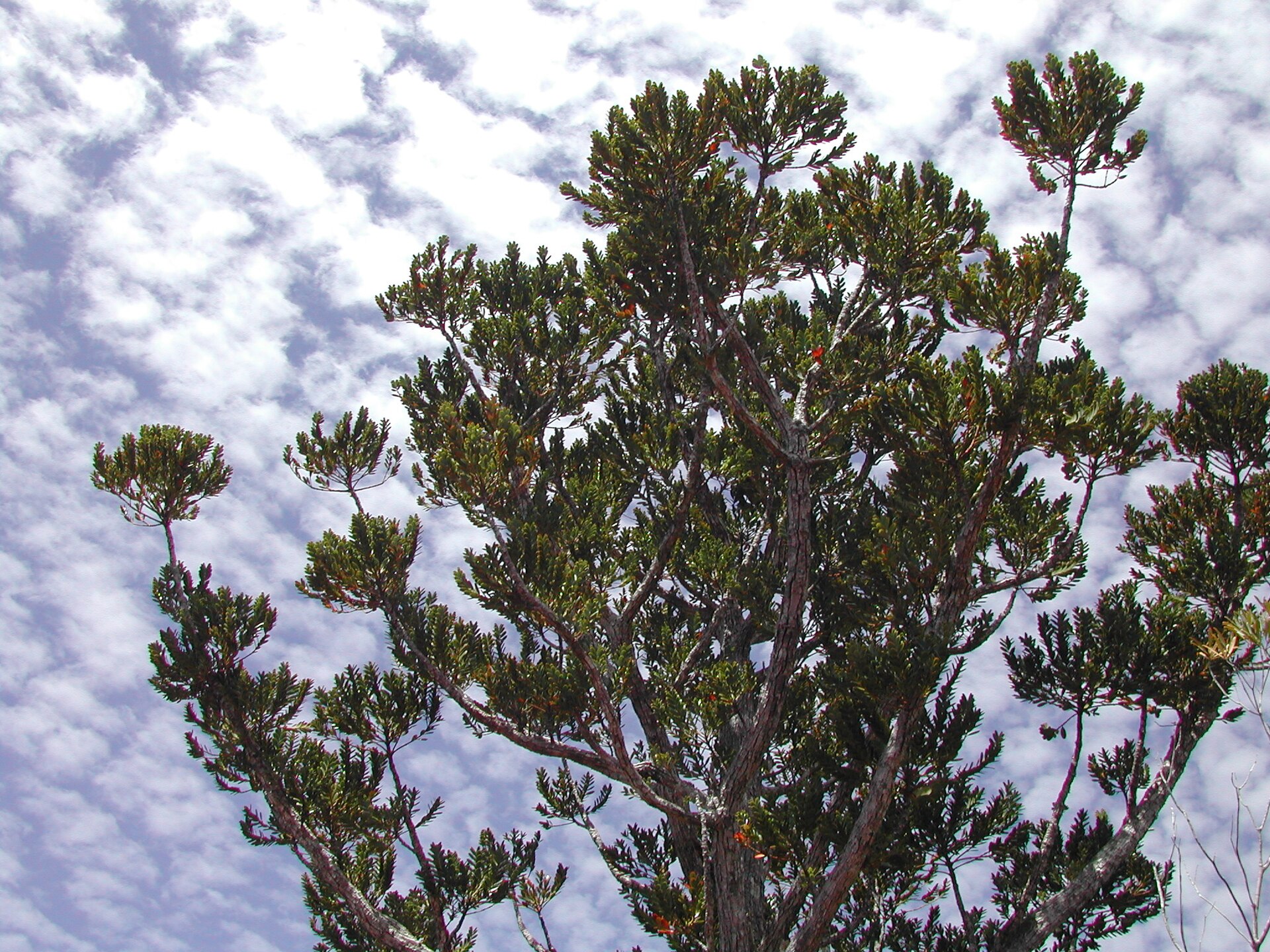 Agathis ovata, near Yaté, New Caledonia.